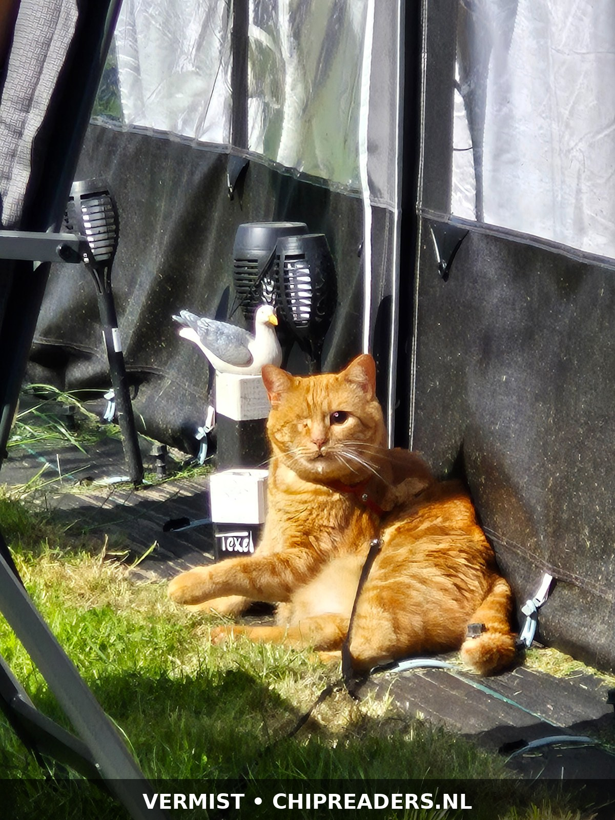 Foto van Tommy