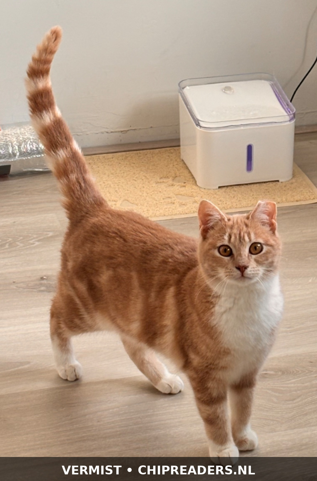 Foto van Kuma