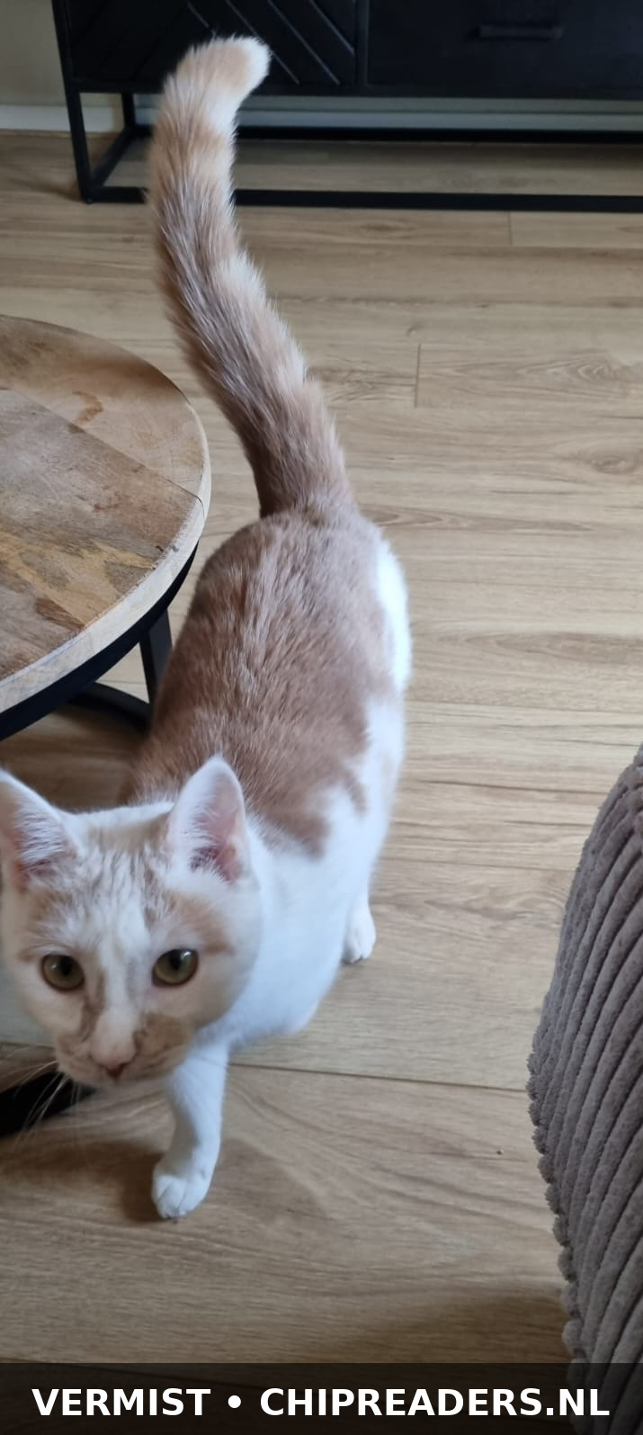 Foto van Ollie