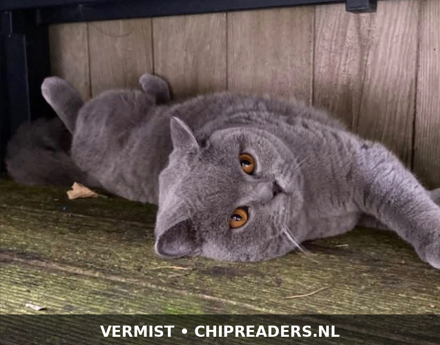Foto van Morries