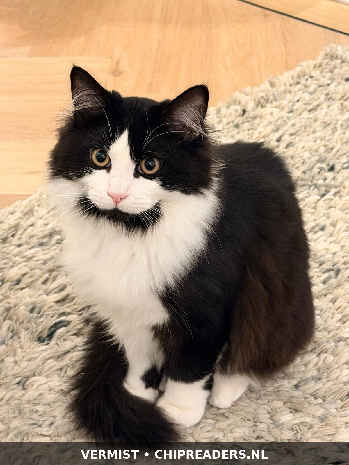 Foto van Zorro