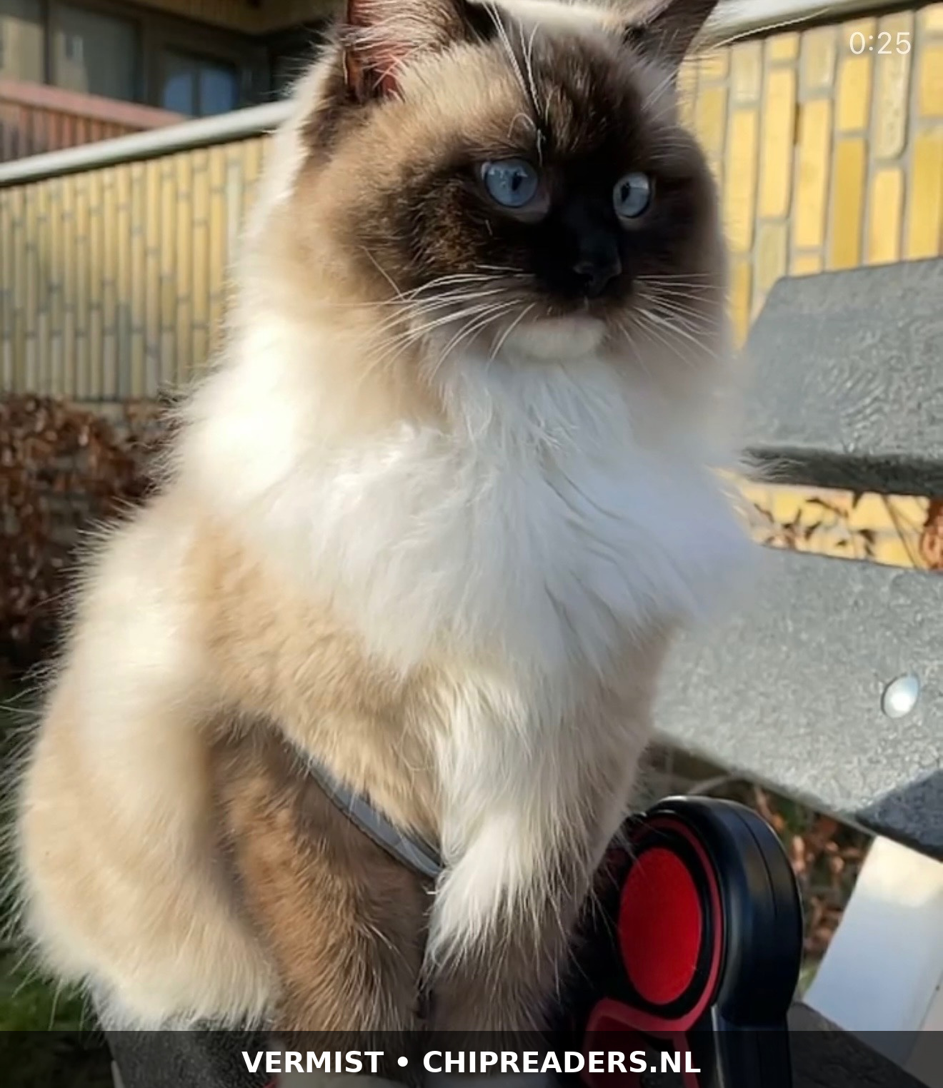 Bella