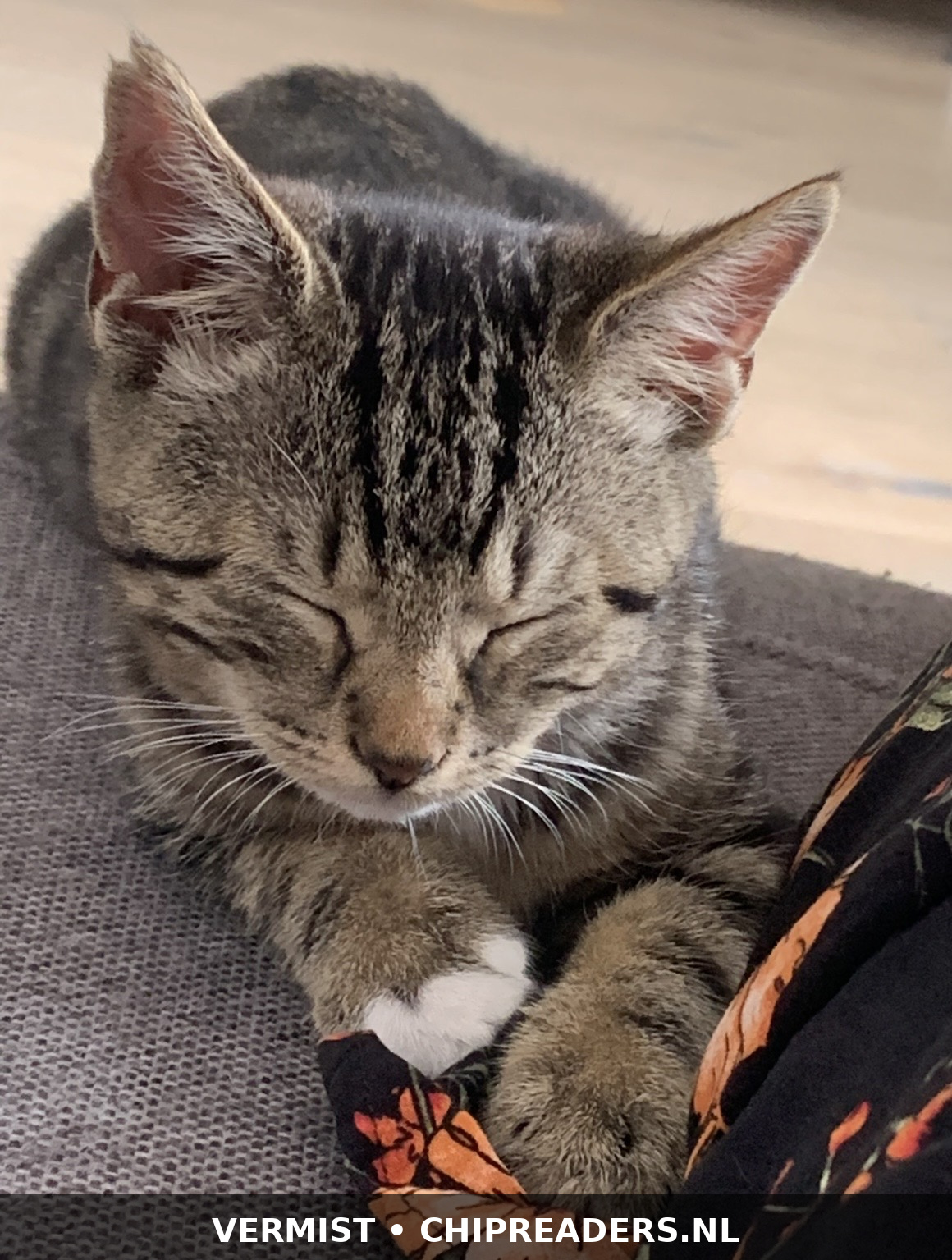 Mochi photo 3