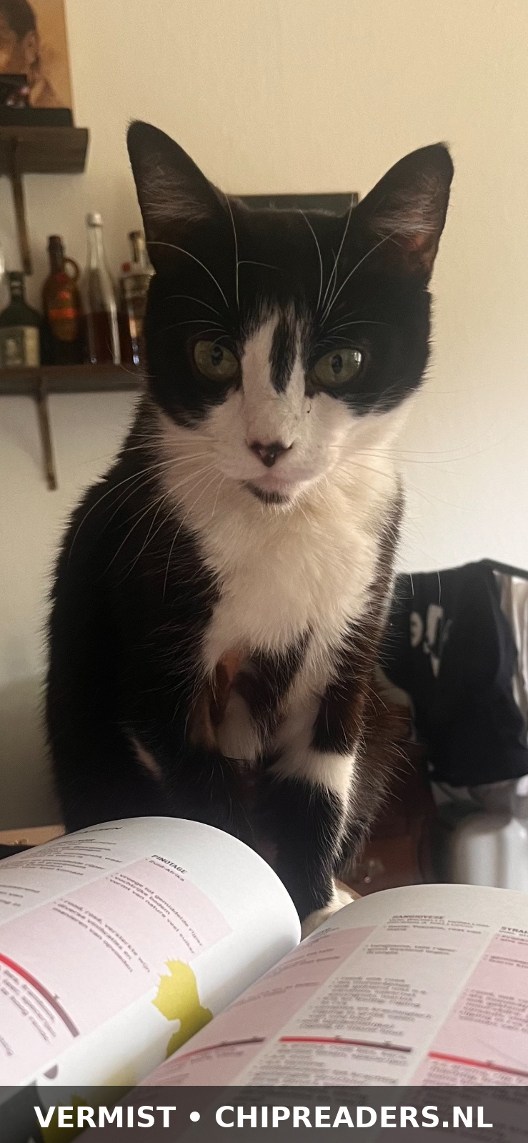 Foto van Muis