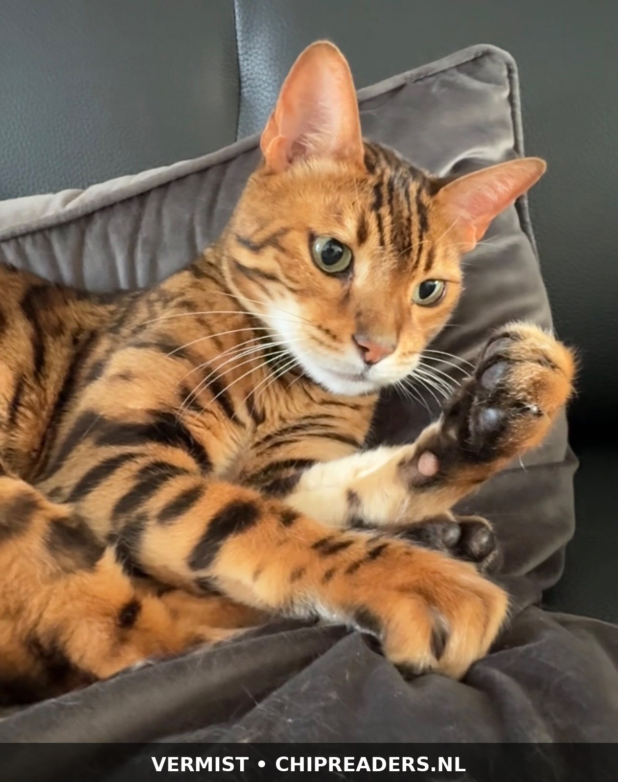 Foto van Chester