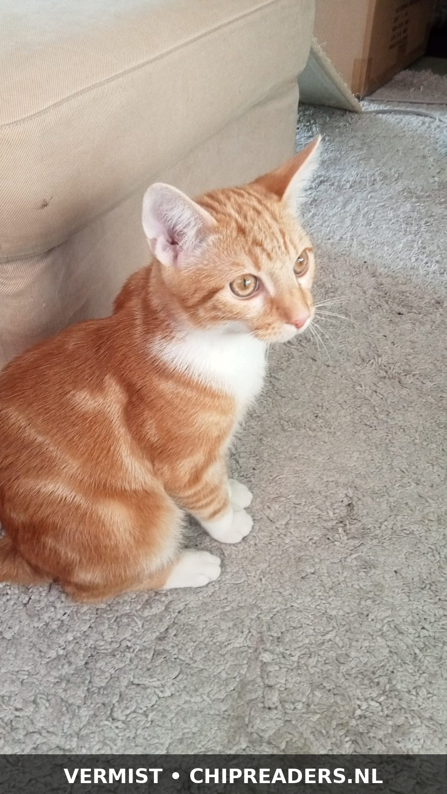 Pipi
