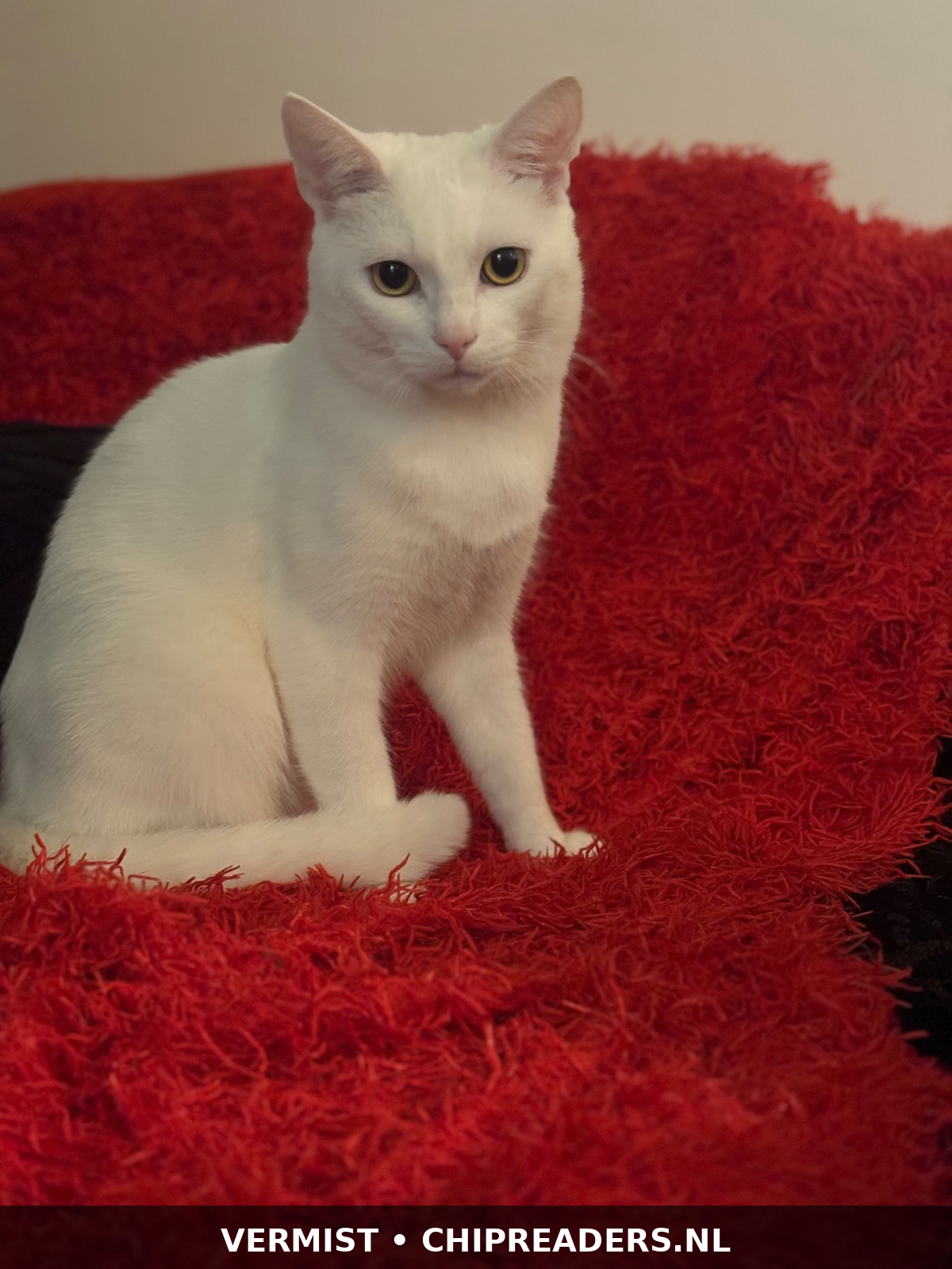 Foto van Pamuk