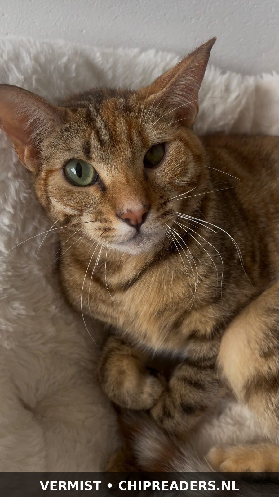 Miso