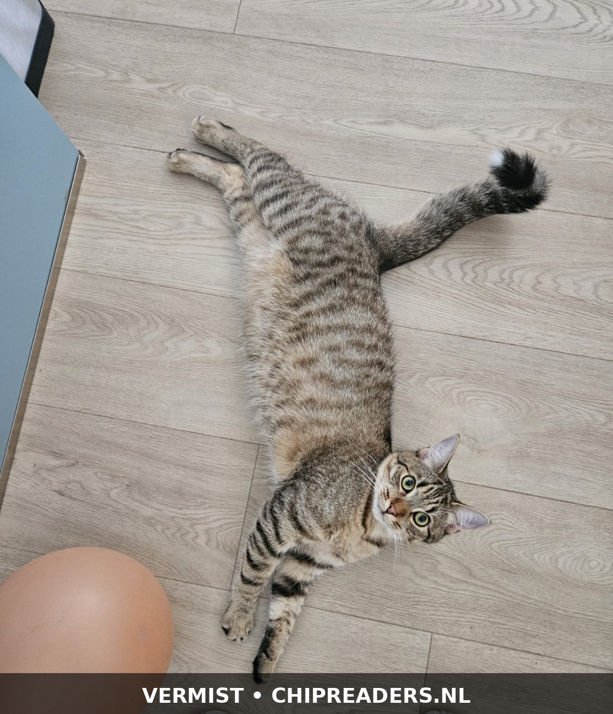 Foto van Simba