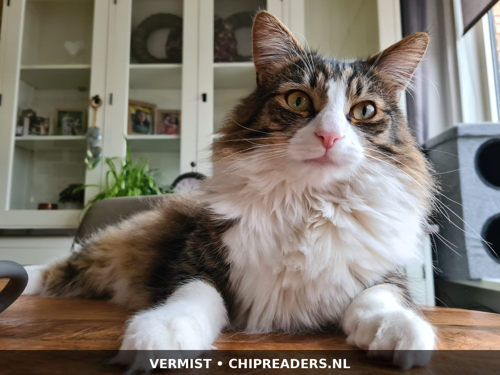 Foto van Teddy