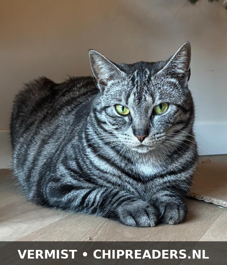 Mousie