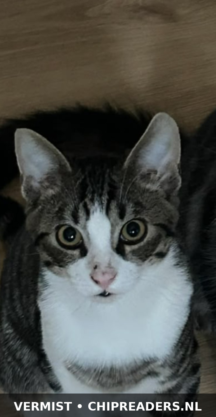 Foto van Amigo