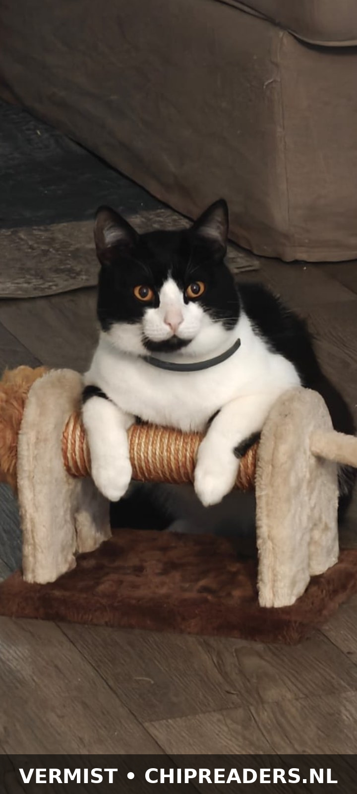 Jasper