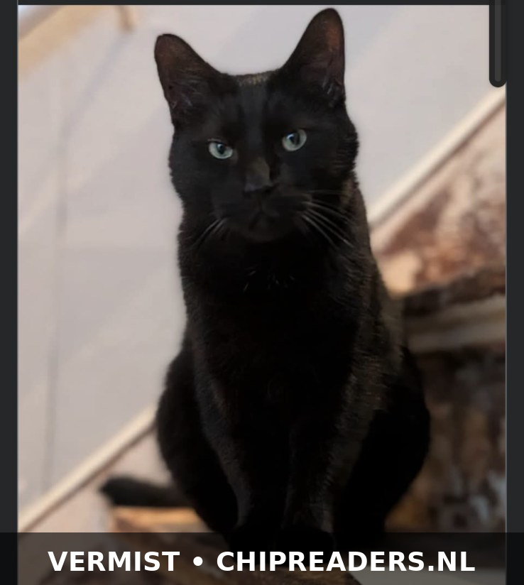 Ris