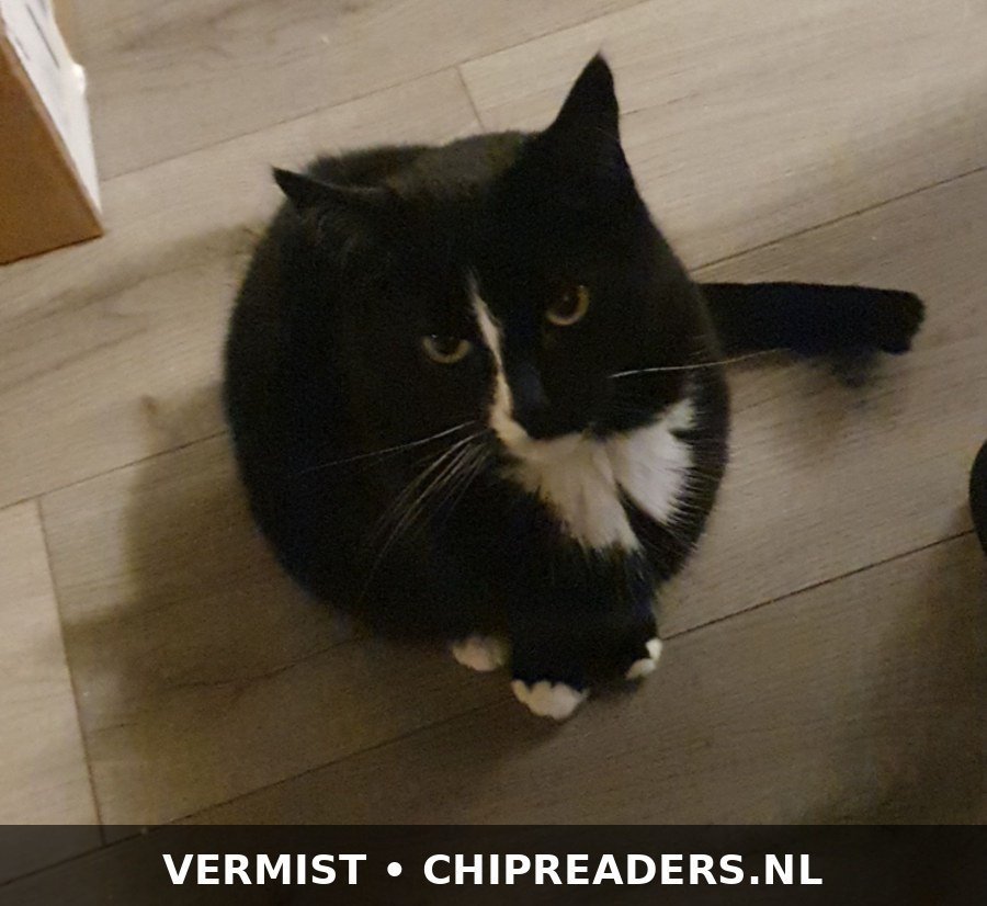 Poesje benji