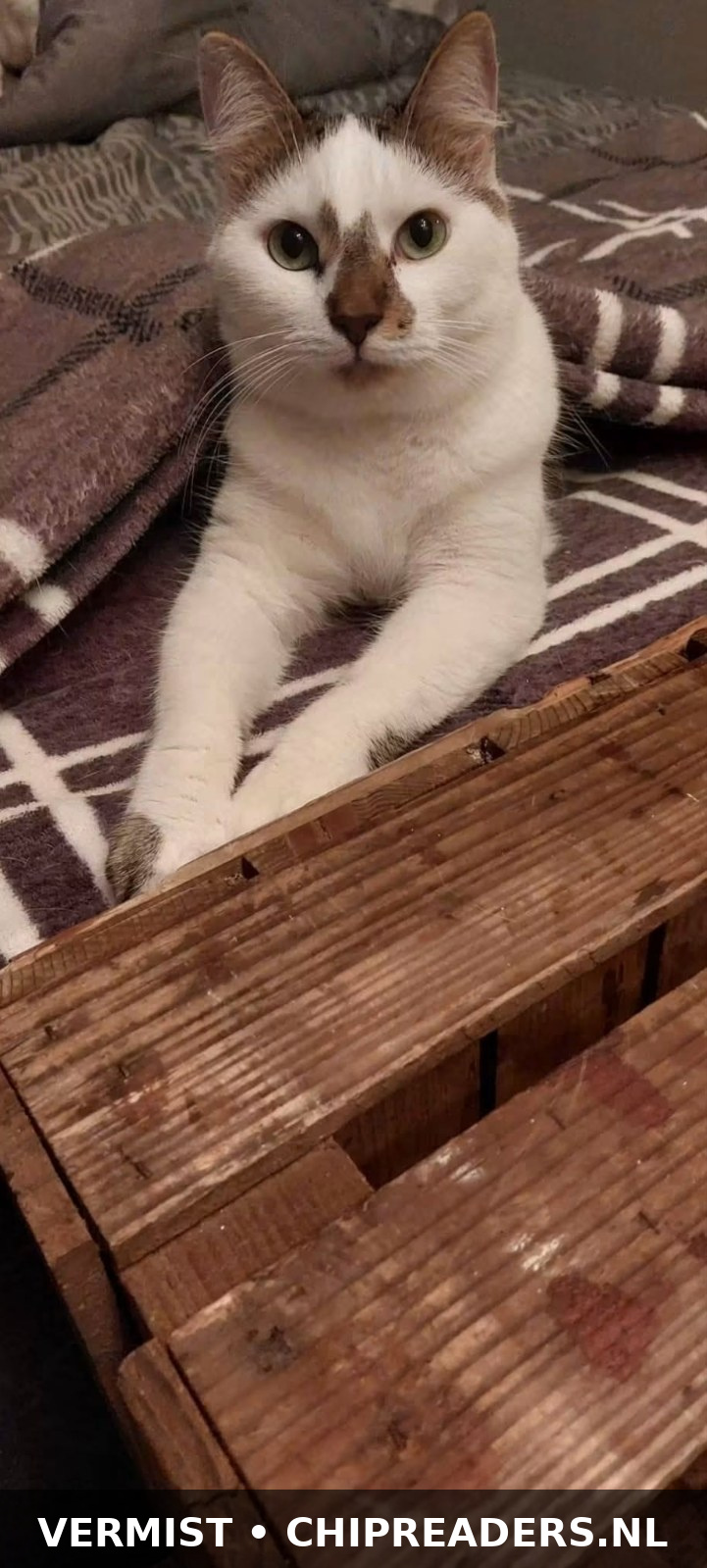 Foto van Boris