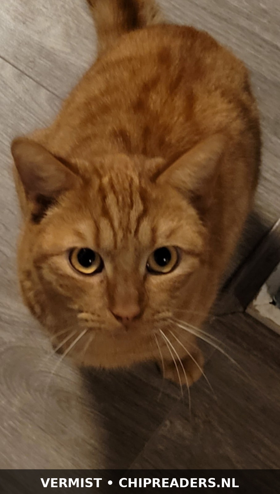 Foto van Simba