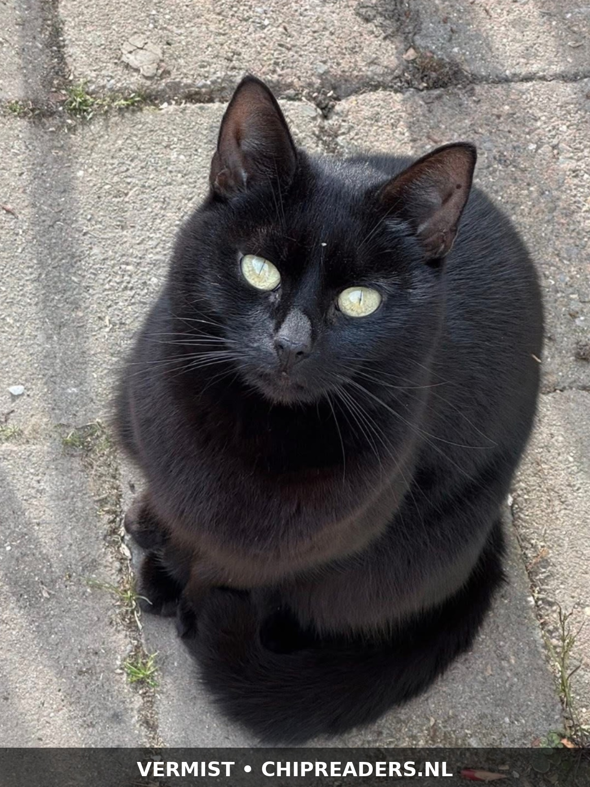 Foto van Suki