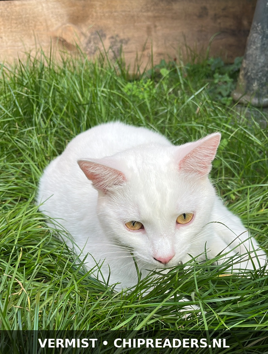 Lou