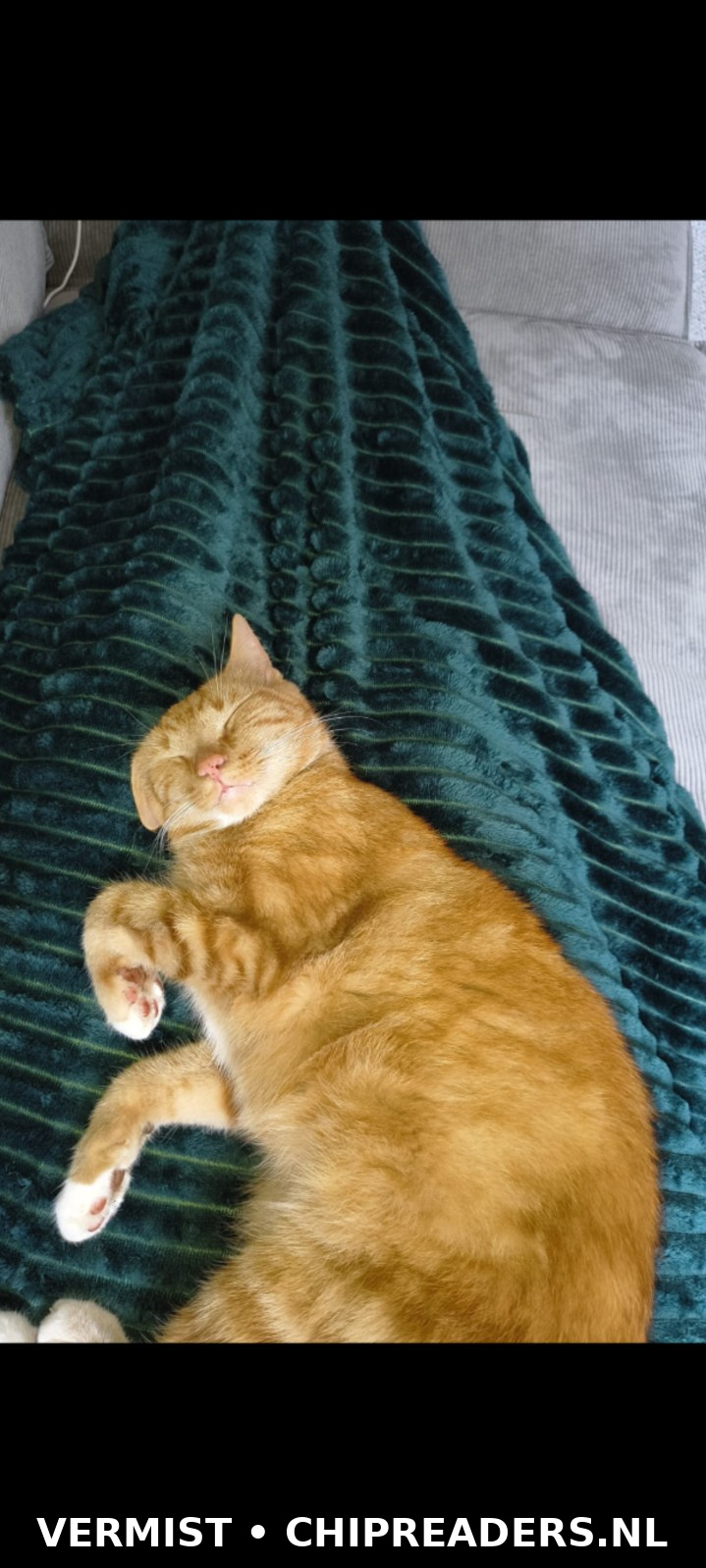 Lio