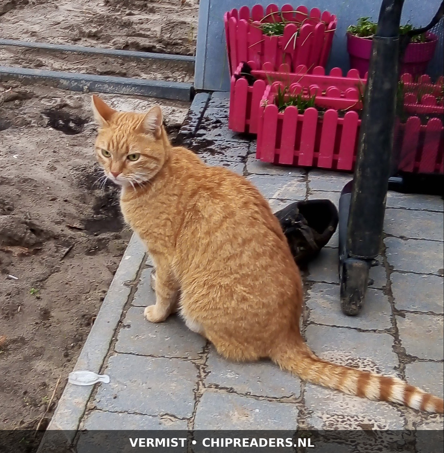 Foto van Drago
