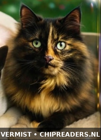 Foto van Misty