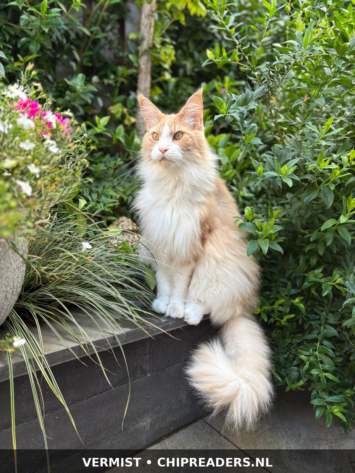Foto van Bruce