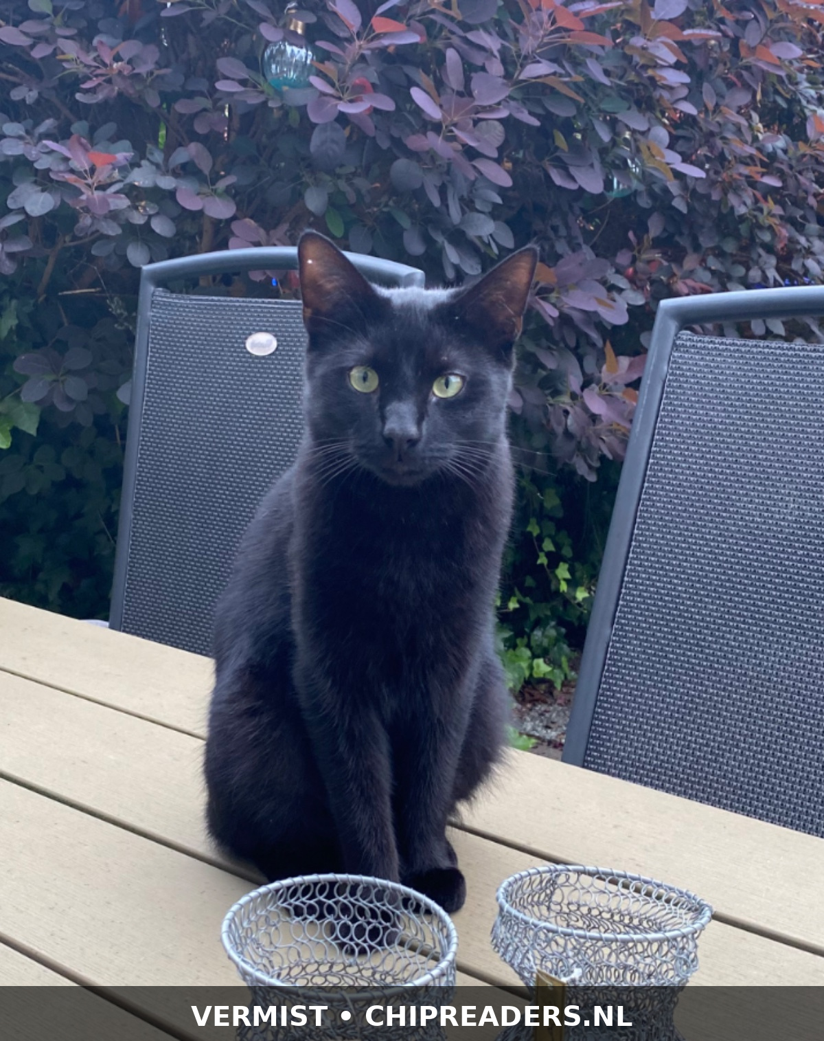 Foto van Milo