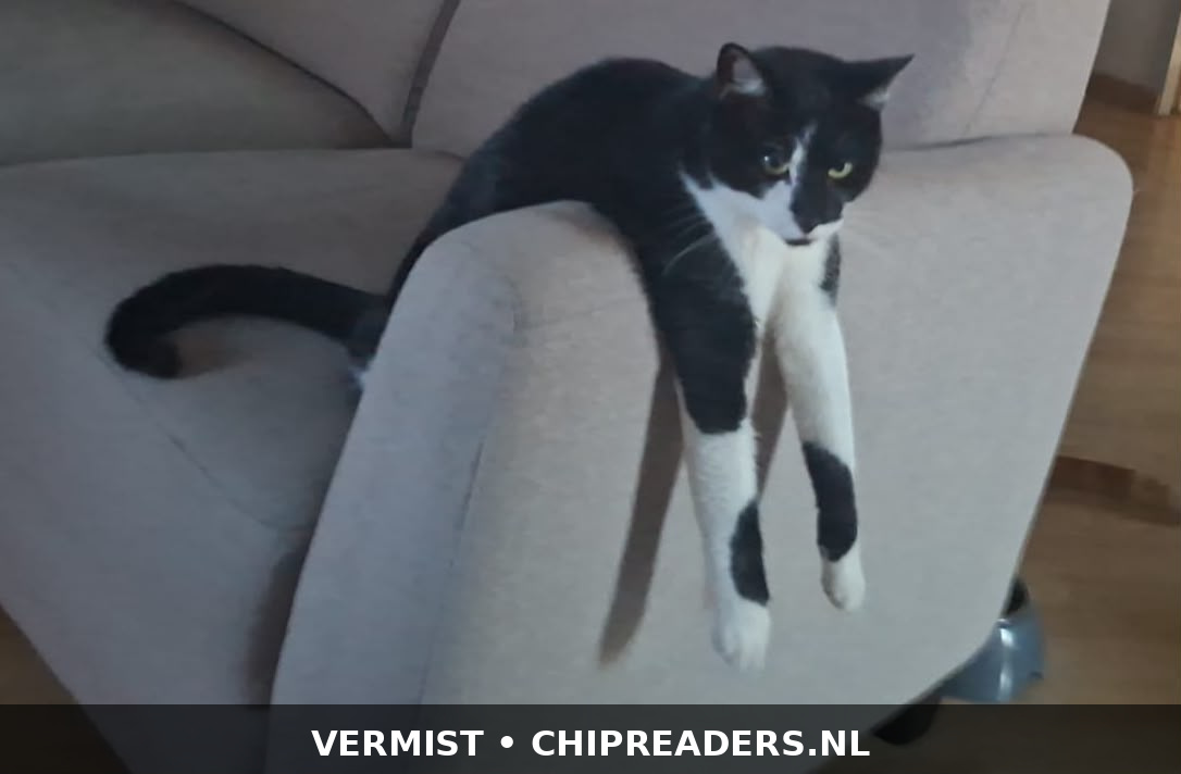 Tjeppie foto 2