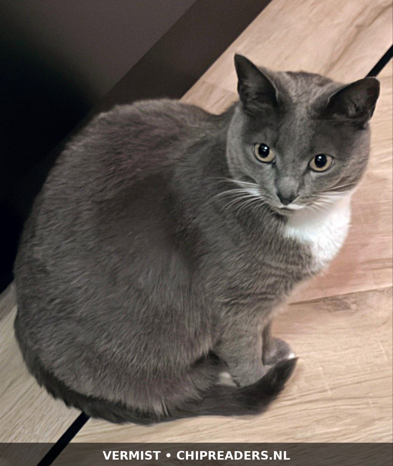 Muis