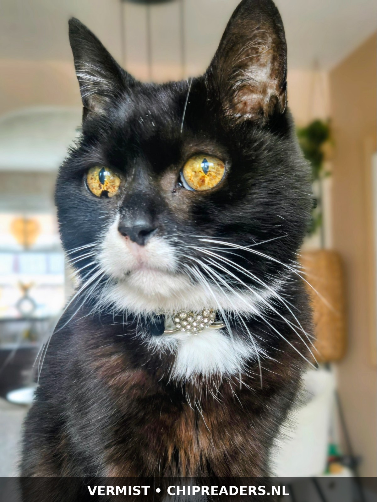 Foto van Blacky