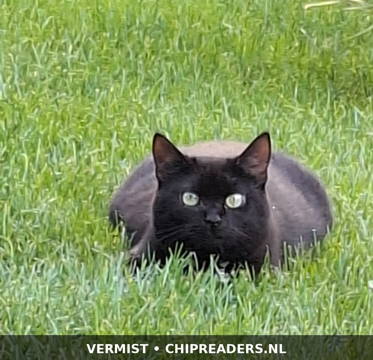 Foto van Sookie