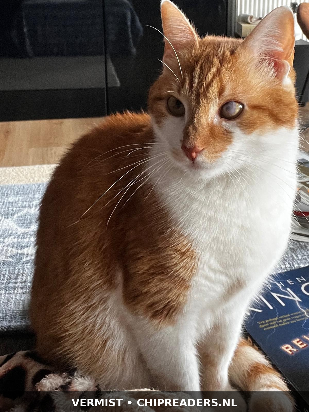 Foto van Garfield
