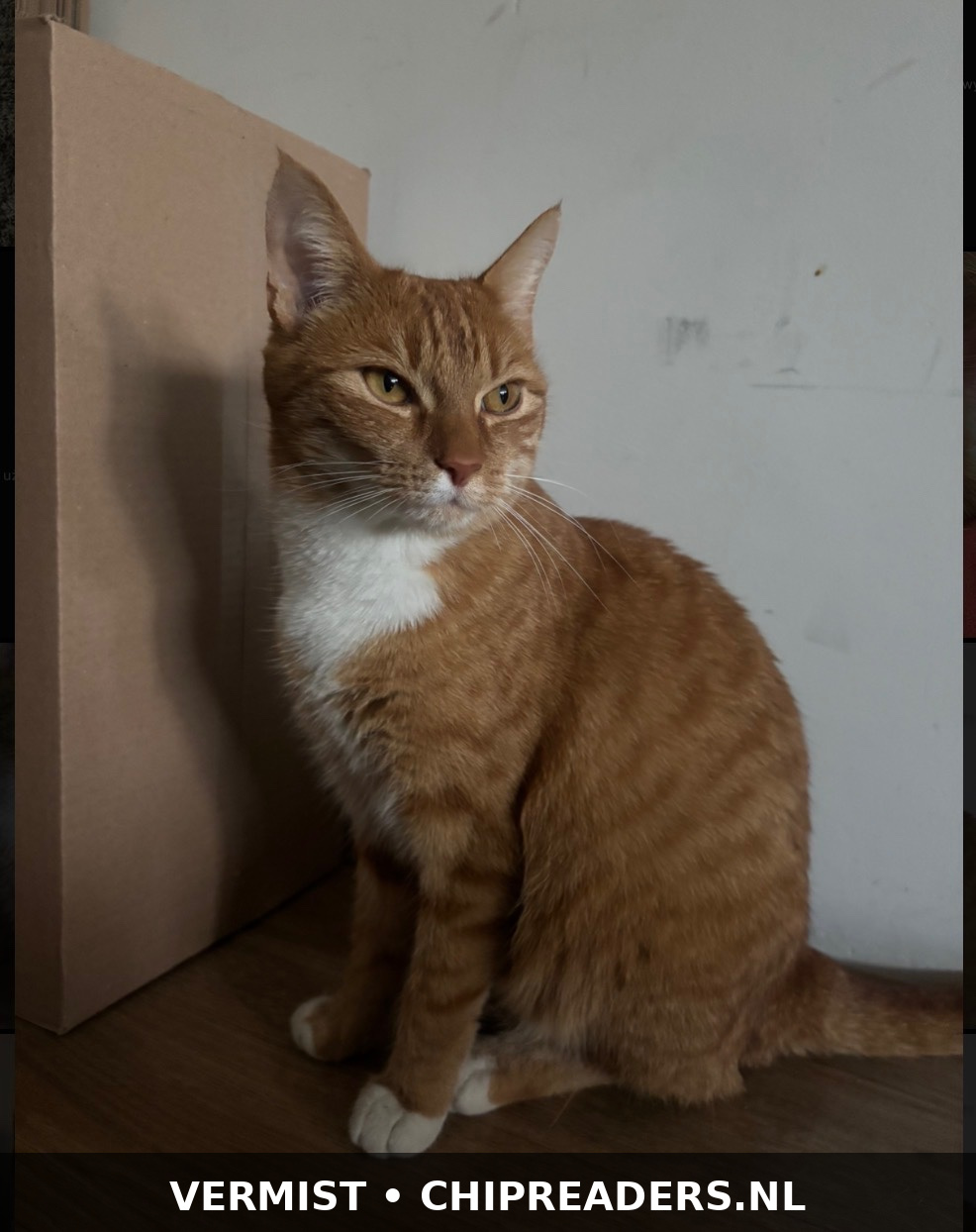 Lucek