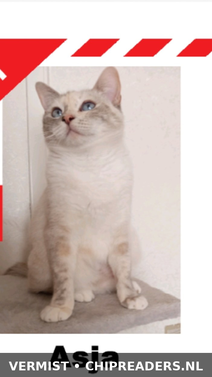 Foto van Asja (pip)