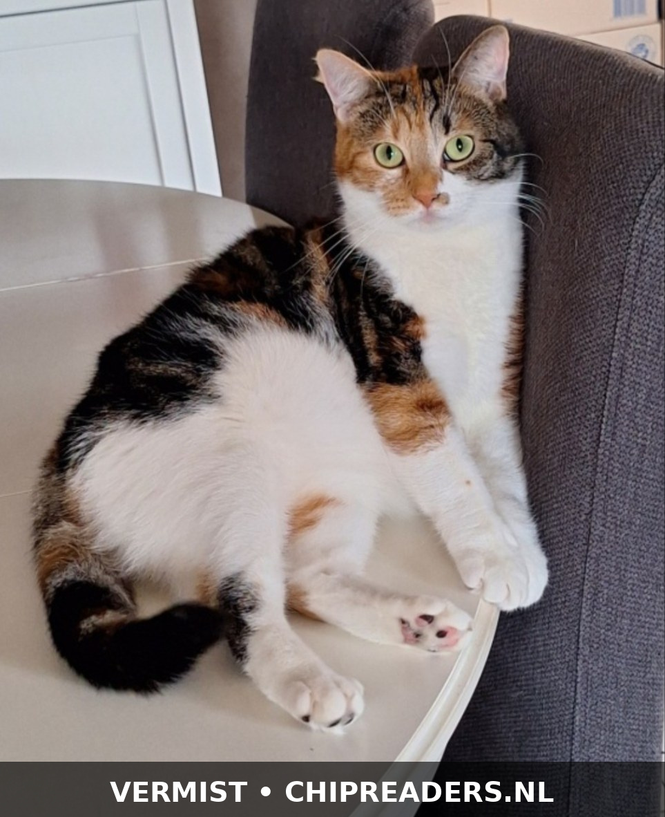 Foto van Lilo