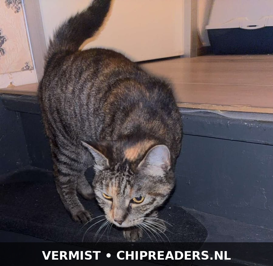 Foto van Belle