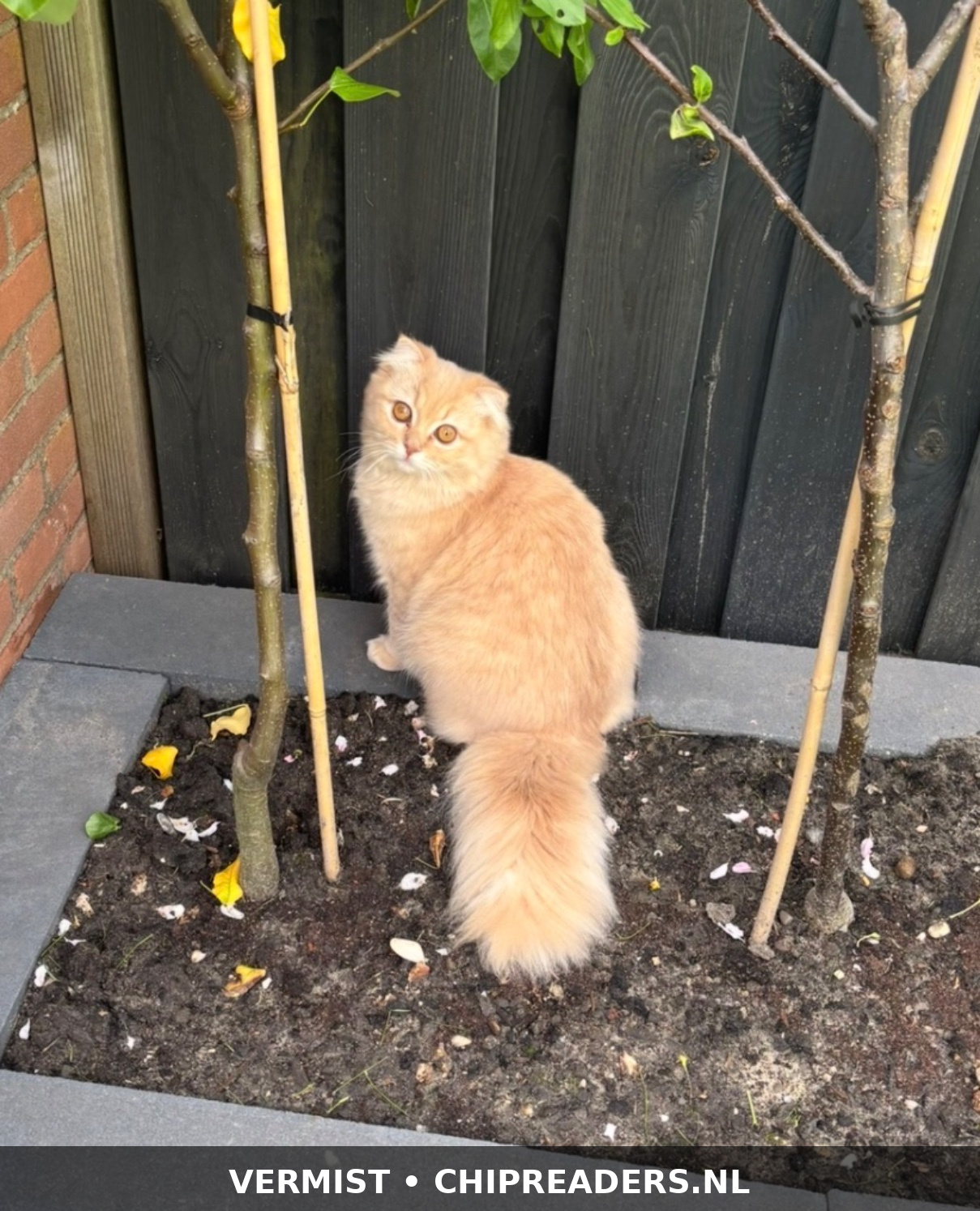 Foto van Simba