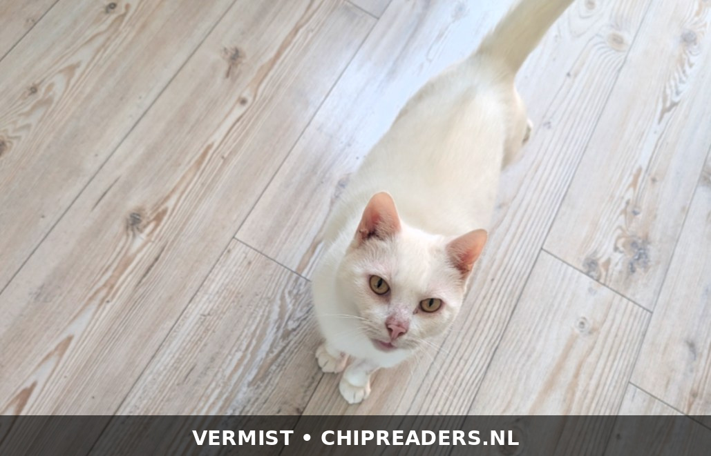Keesje