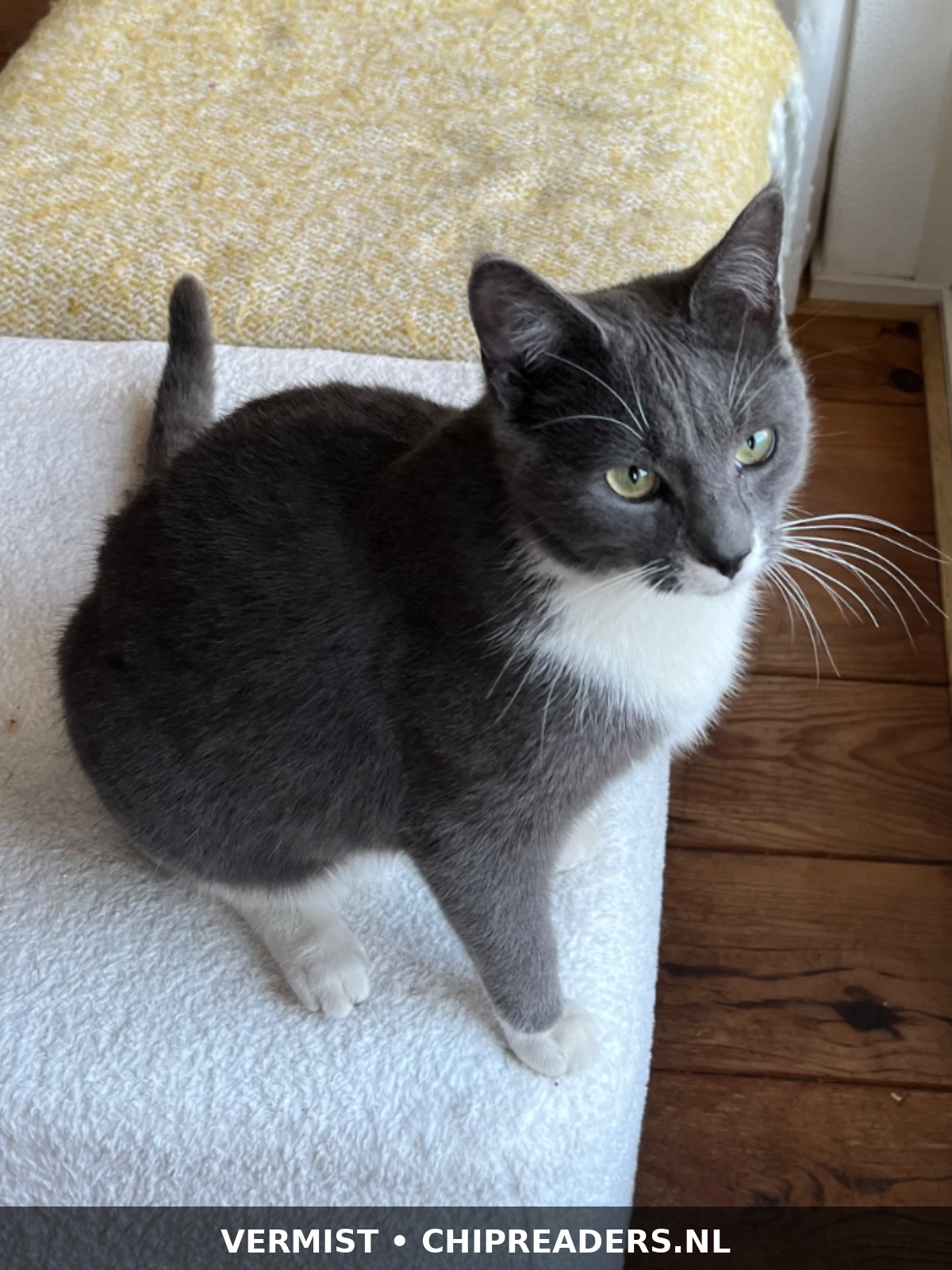 Foto van Misty