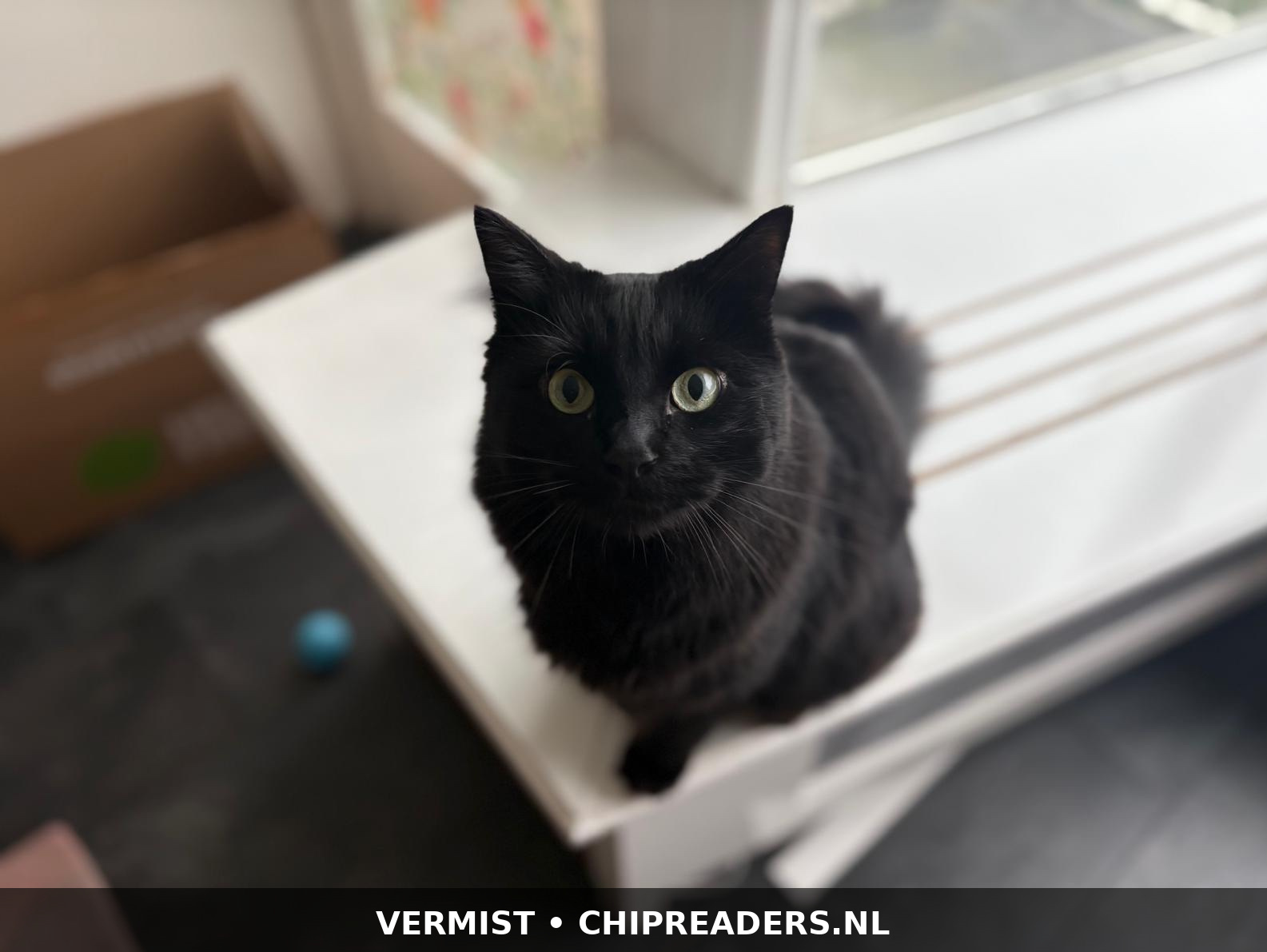 Foto van Khoshekh