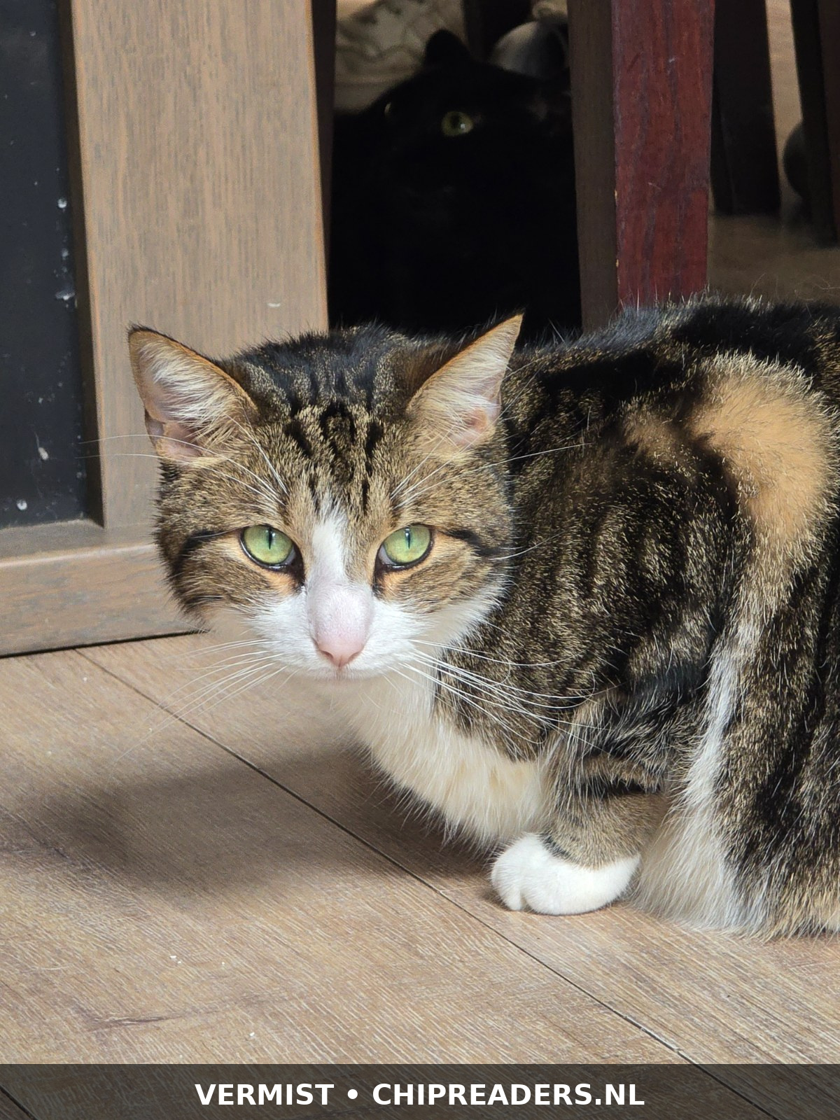 Kleine