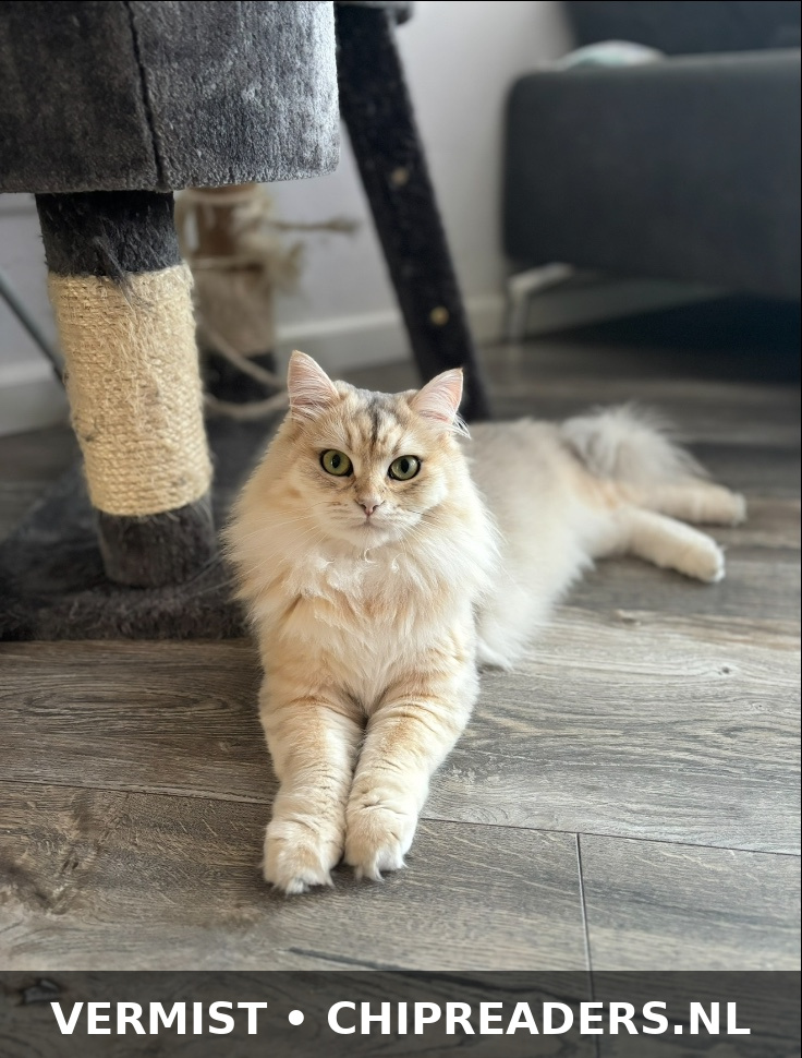 Foto van Cookie