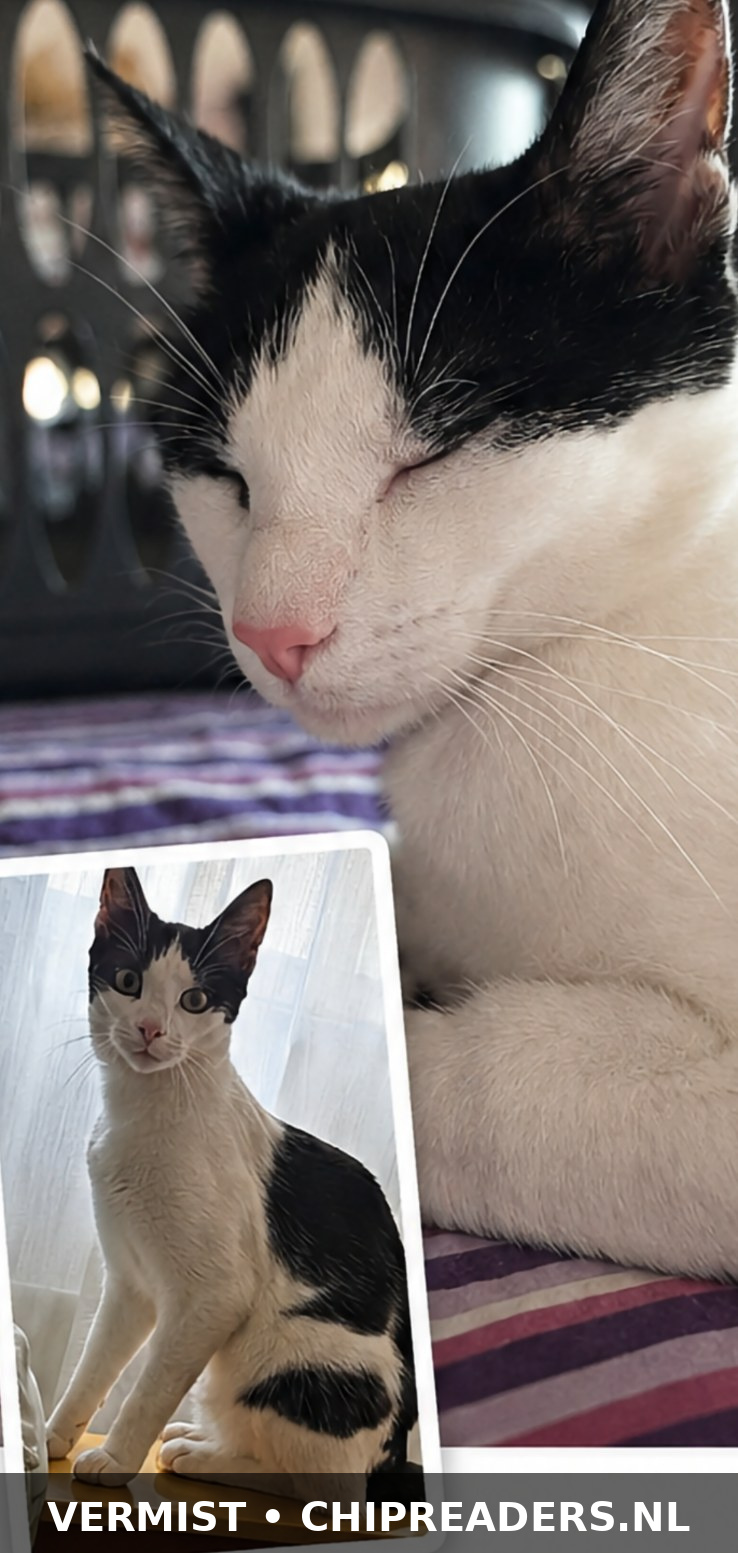 Foto van Tico