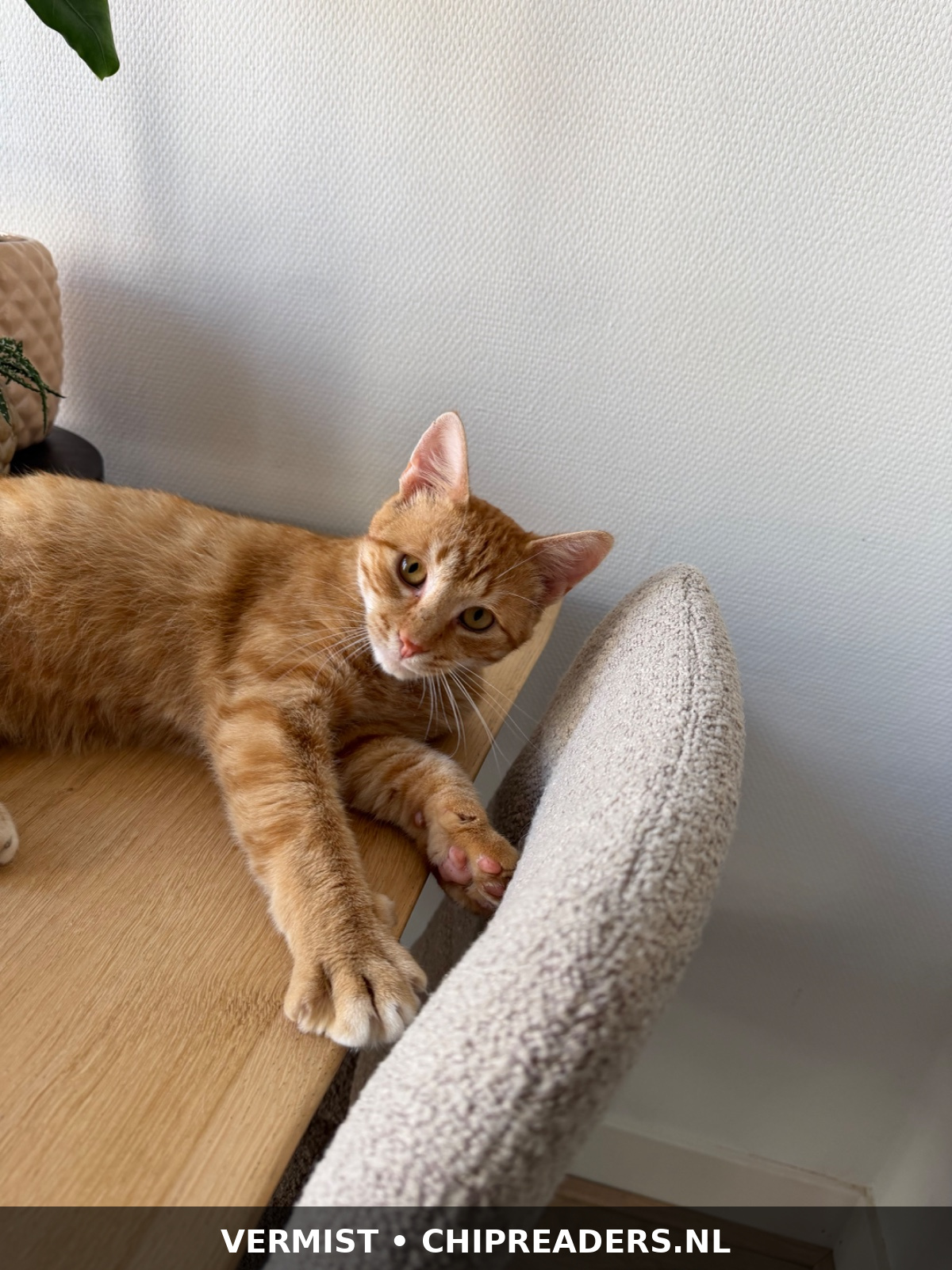 Foto van Fitzy (maar staat geregistreerd als Lowietje)