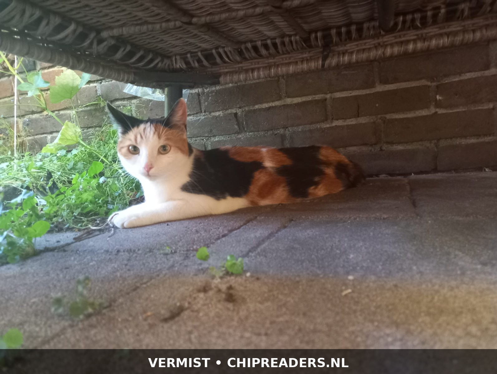 Foto van Lola