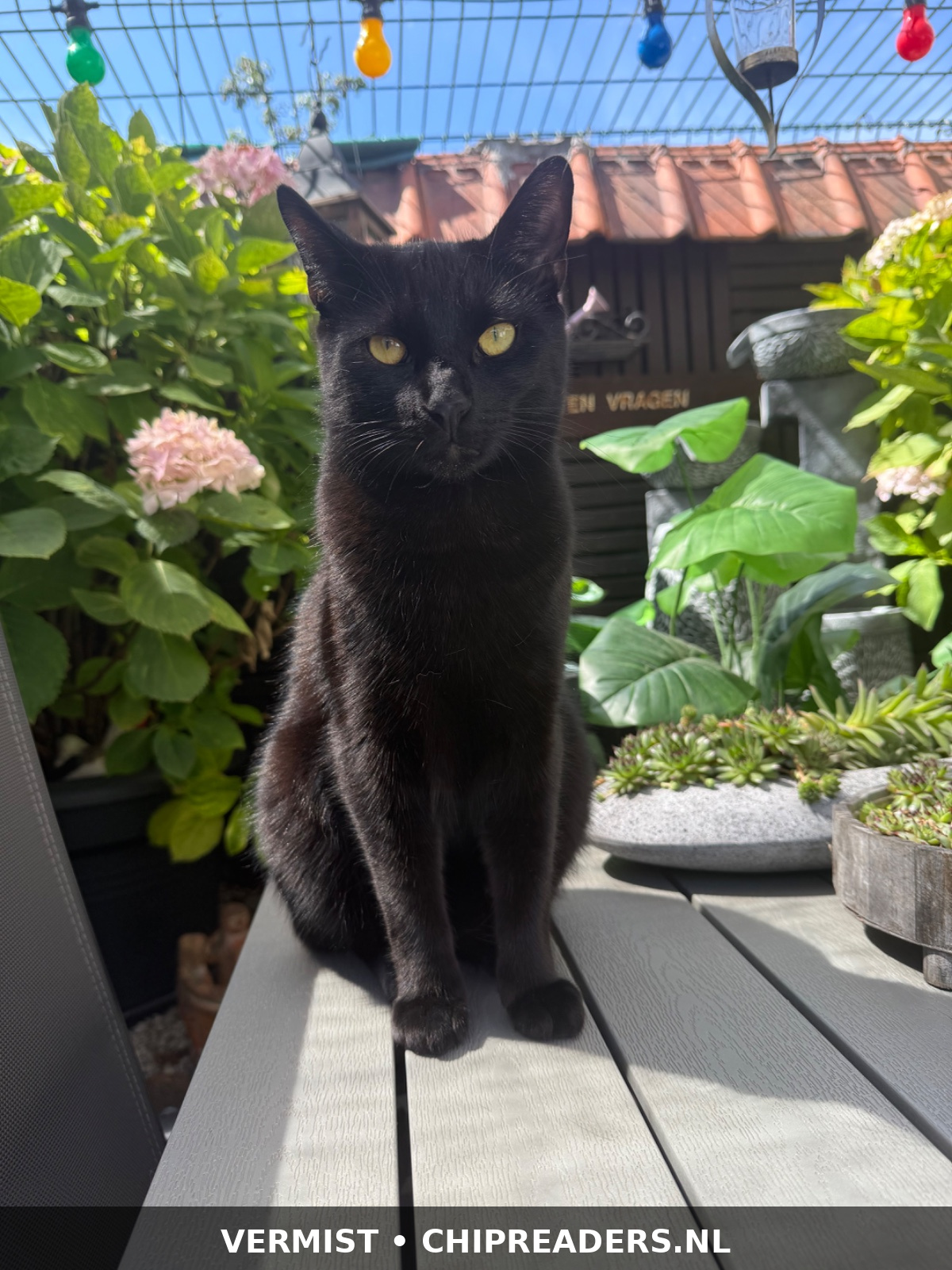Foto van Bagheera