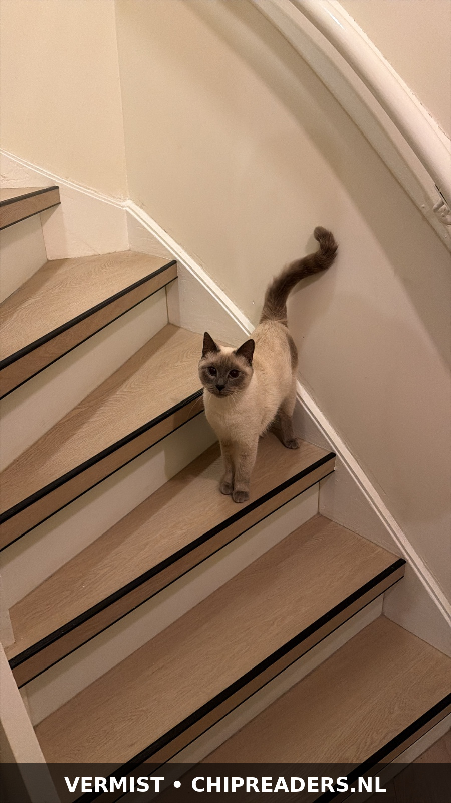 Foto van Coco