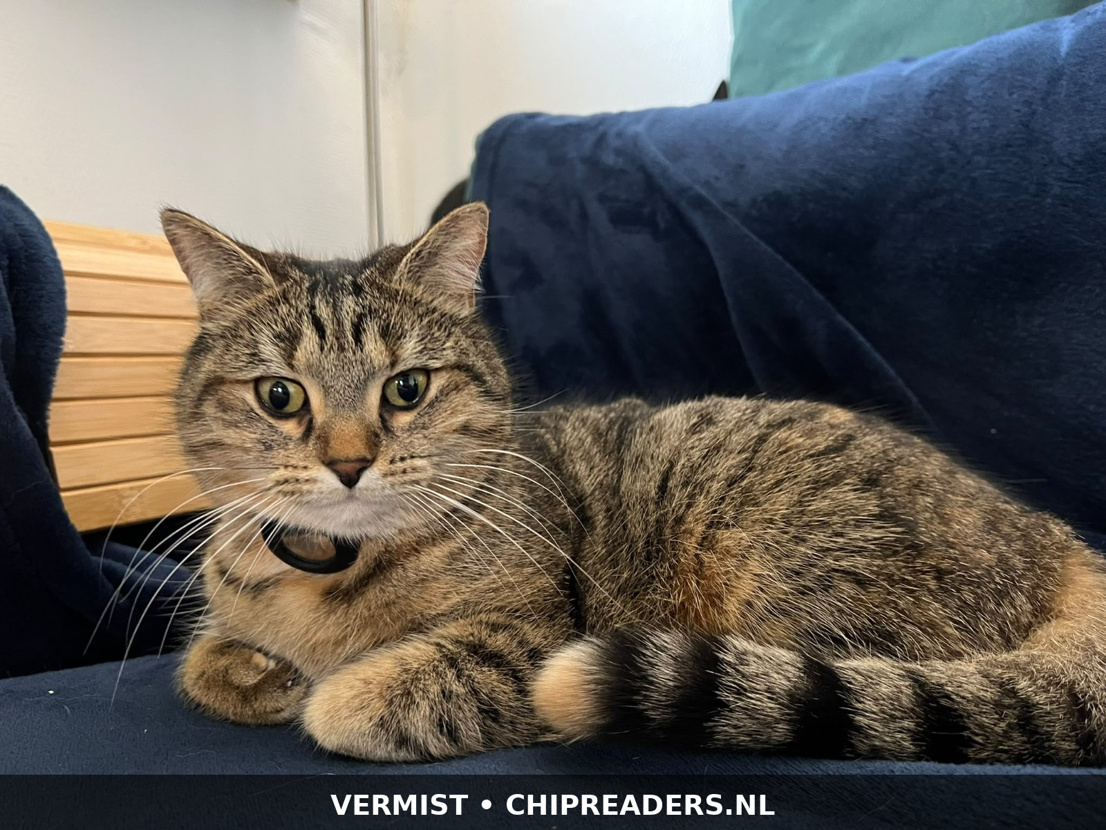 Foto van Dory