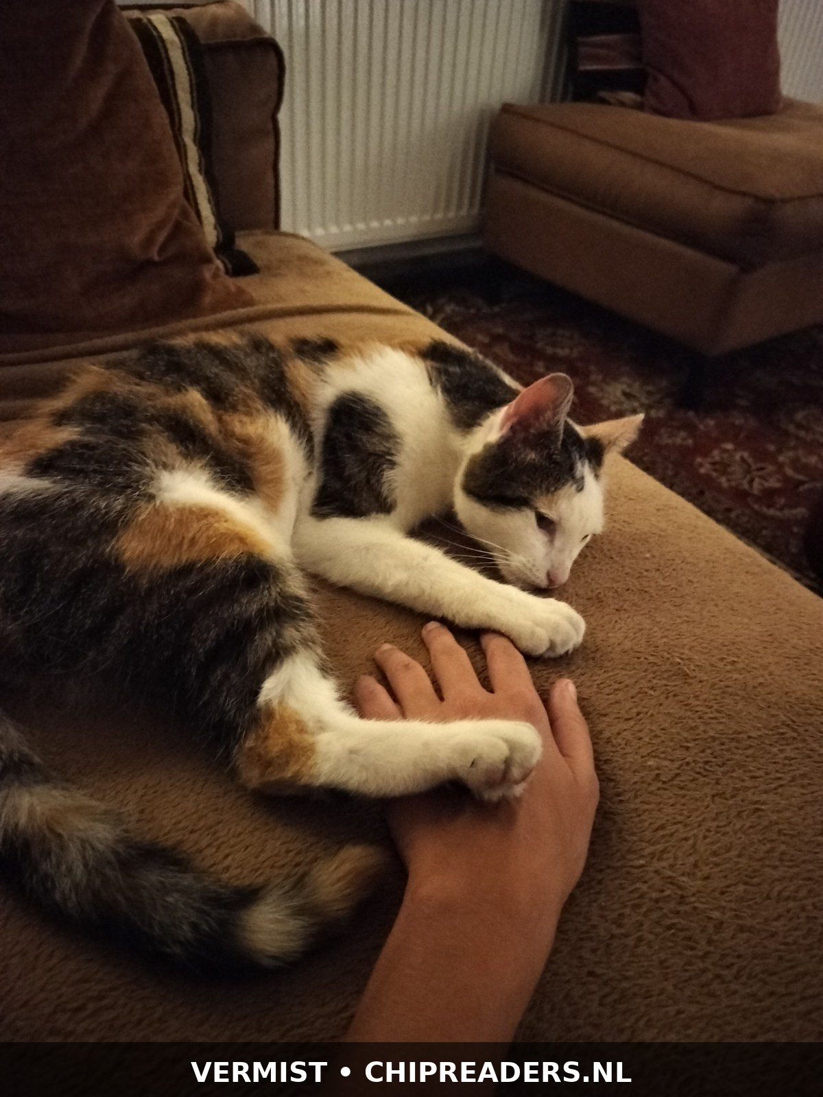 Phoebe